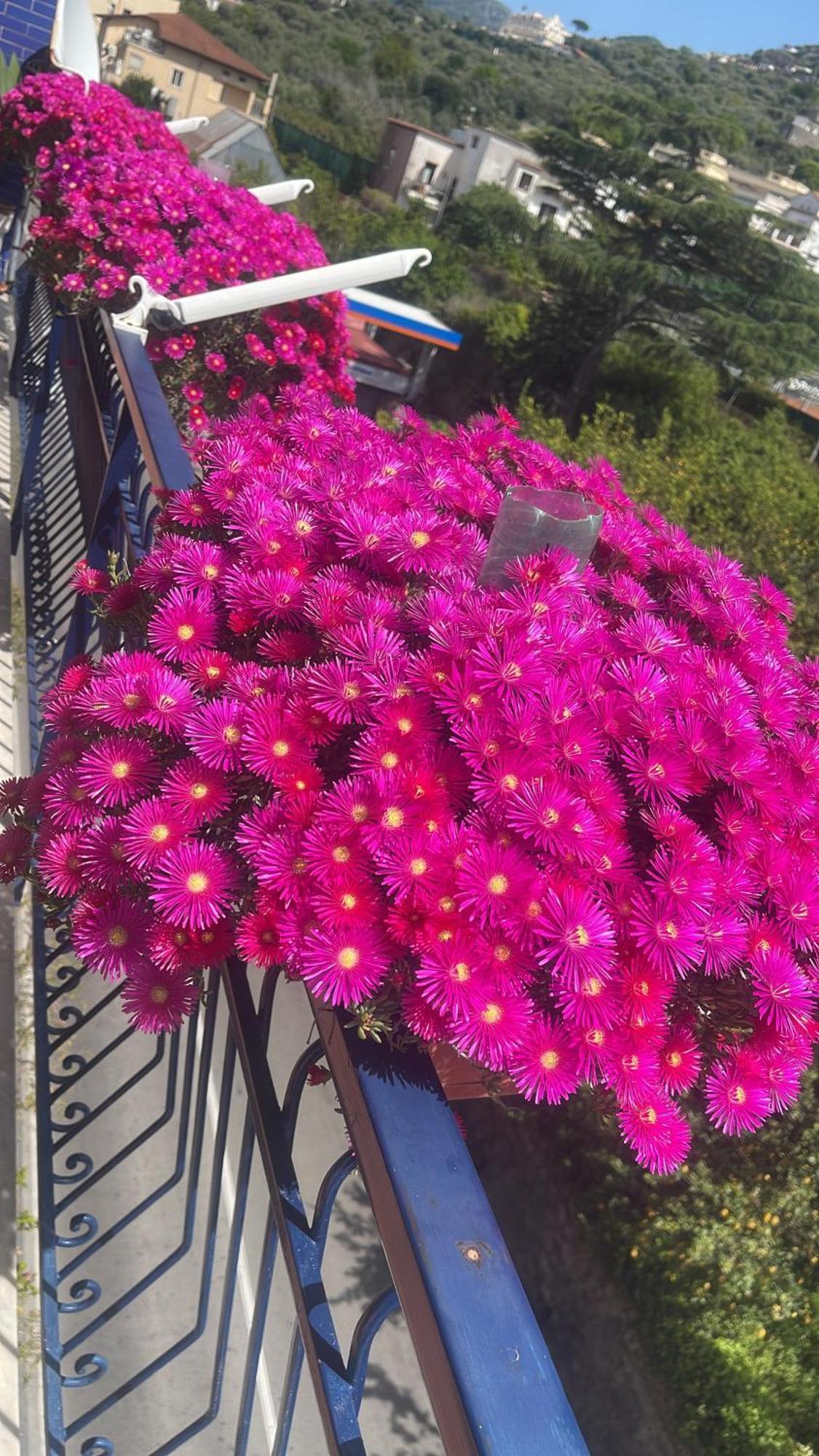 Bougainvillea Relais Σορέντο Εξωτερικό φωτογραφία
